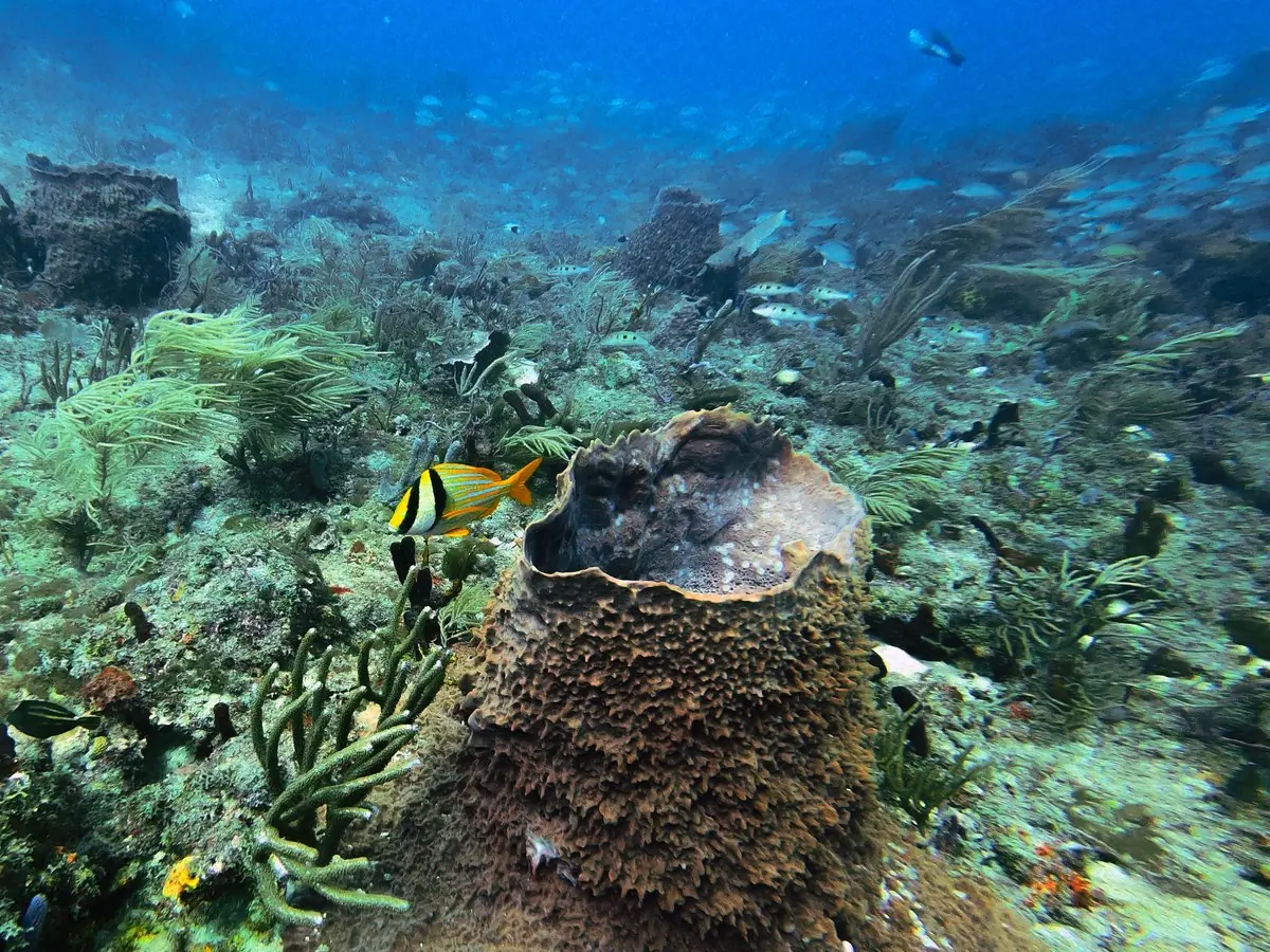 Una esponja barril y peces sobre el arrecife